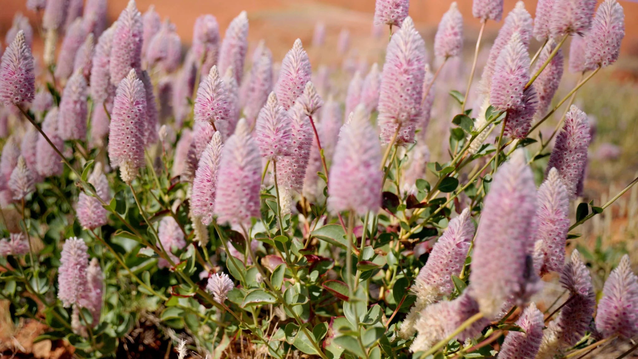 Etikette - Eco Reed Diffuser 200ml - Larapinta in Sandalwood And Pepperberry